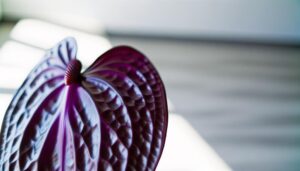 anthurium cavalli purple features