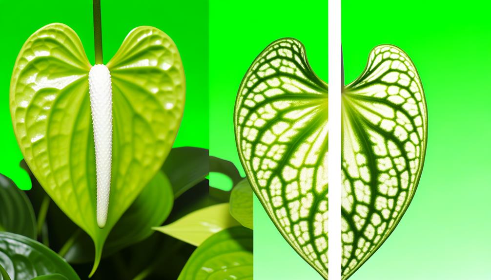 anthurium comparison clarinervium vs crystallinum