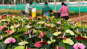 anthurium cultivation guide india