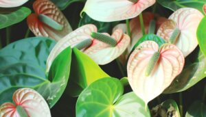 anthurium flowers not turning
