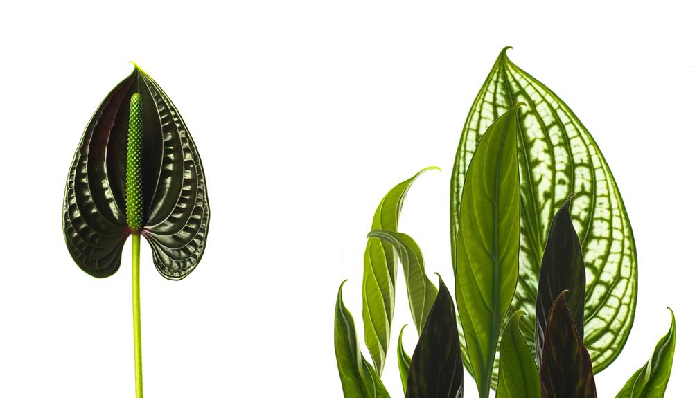 anthurium pallidiflorum vs vittarifolium comparison