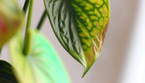 anthurium plant leaf discoloration