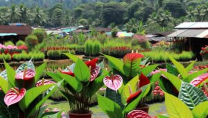 anthurium plant sale kerala