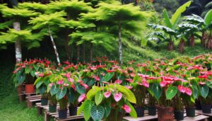 anthurium plant sales locations