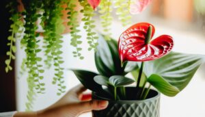 anthurium red care tips