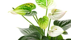 anthurium white flowers green