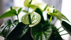 anthurium white flowers greening