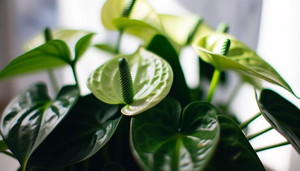 anthurium white flowers greening