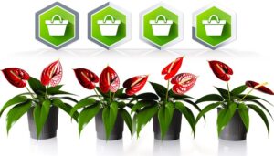 best online shops antherium plants