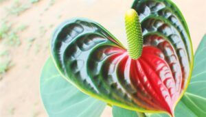 distinctive anthurium zamora queen