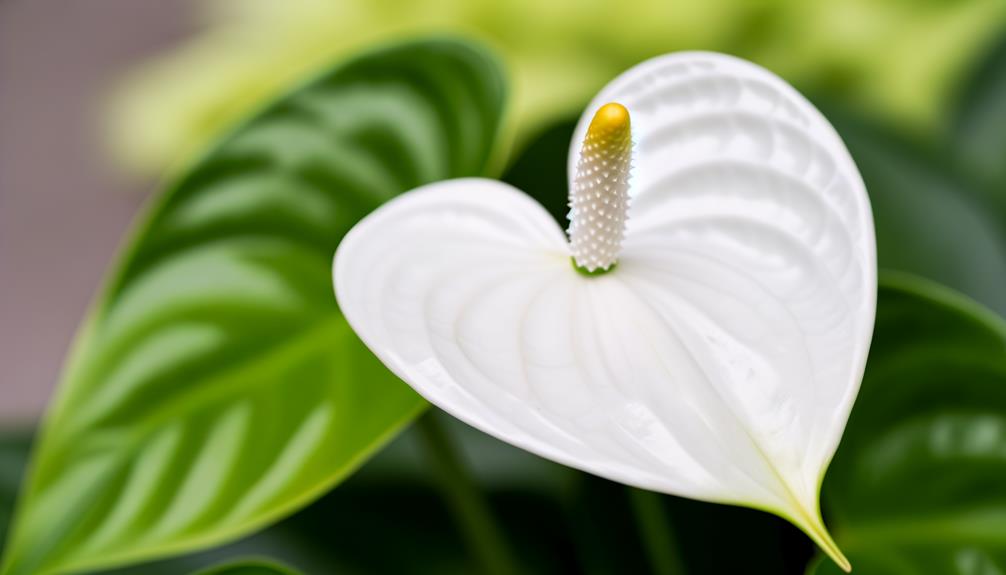 distinctive features of anthurium