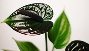 distinctive features of anthurium