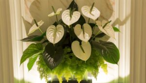 elegant white anthurium arrangements