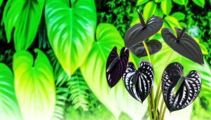 exotic black anthurium plant