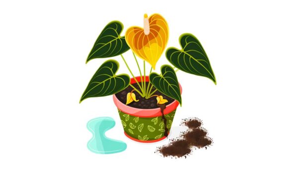 identifying signs of overwatering