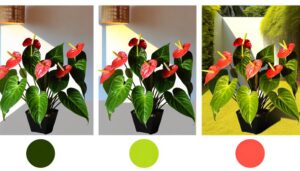 perfecting anthurium lighting conditions