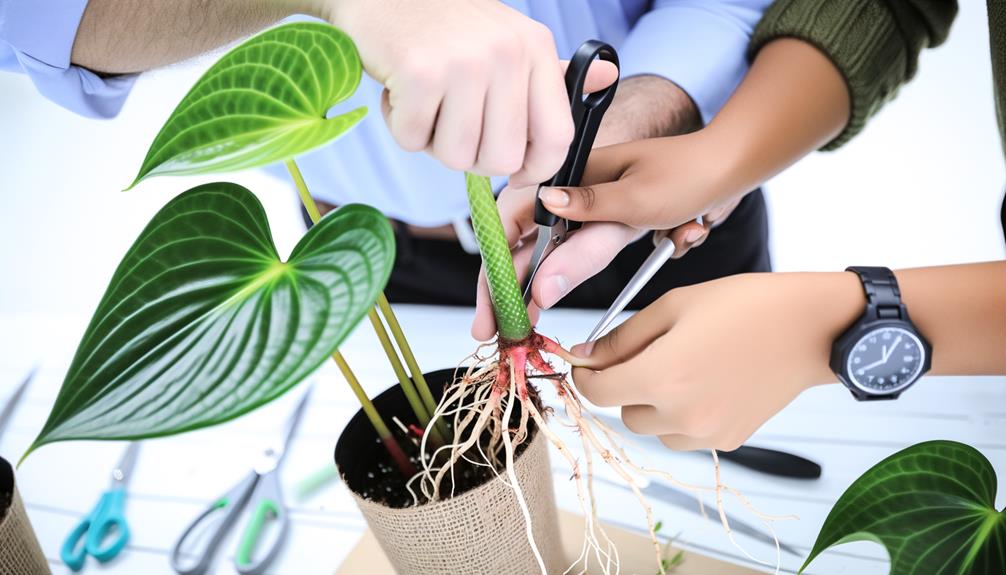 plant propagation techniques discussed