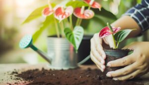 propagating anthuriums with ease