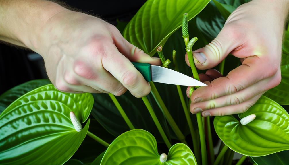 propagating plants through cuttings