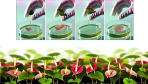 tissue culture for anthurium