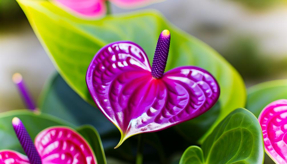 unique anthurium ace plant