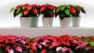 where to buy obake anthurium