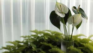 white anthuriums for every occasion