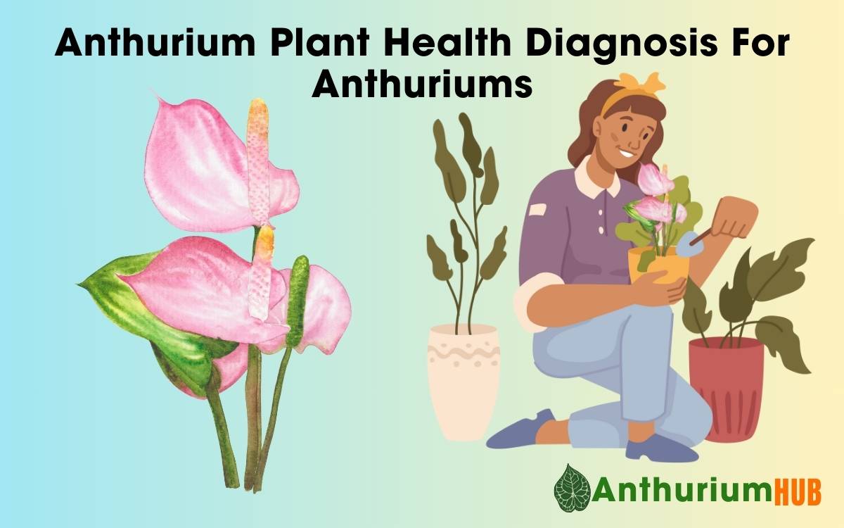 Anthurium Plant Health Diagnosis For Anthuriums