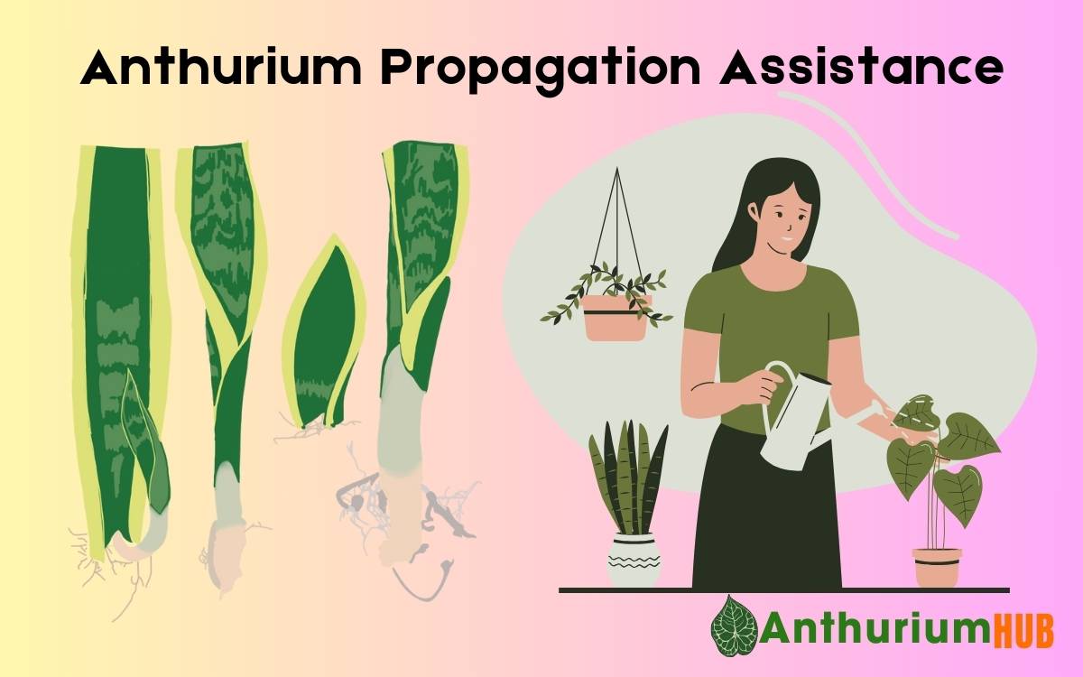 Anthurium Propagation Assistance