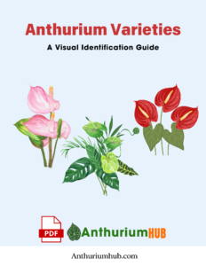 Anthurium Varieties A Visual Identification Guide