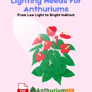 Lighting Needs for Anthuriums From Low Light to Bright Indirect