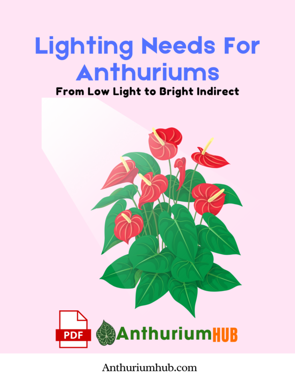 Lighting Needs for Anthuriums From Low Light to Bright Indirect