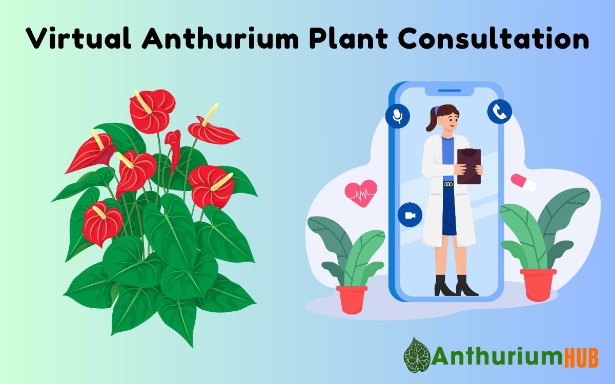 Virtual Anthurium Plant Consultation